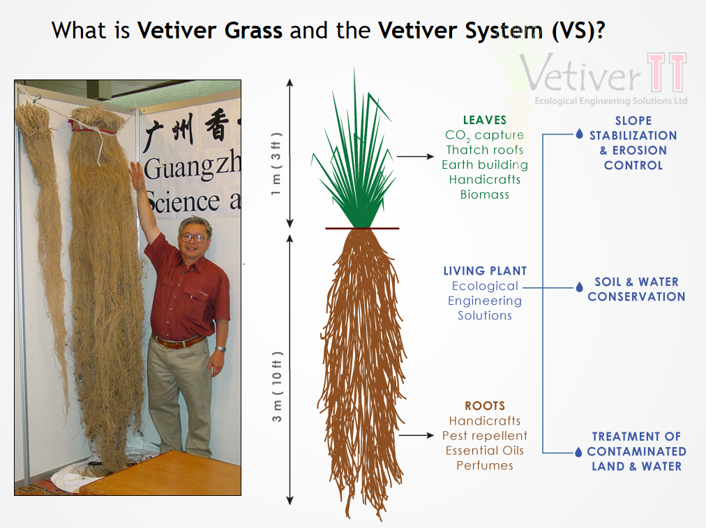 Plantbased lowcost soil protection and slope stabilization SSWM